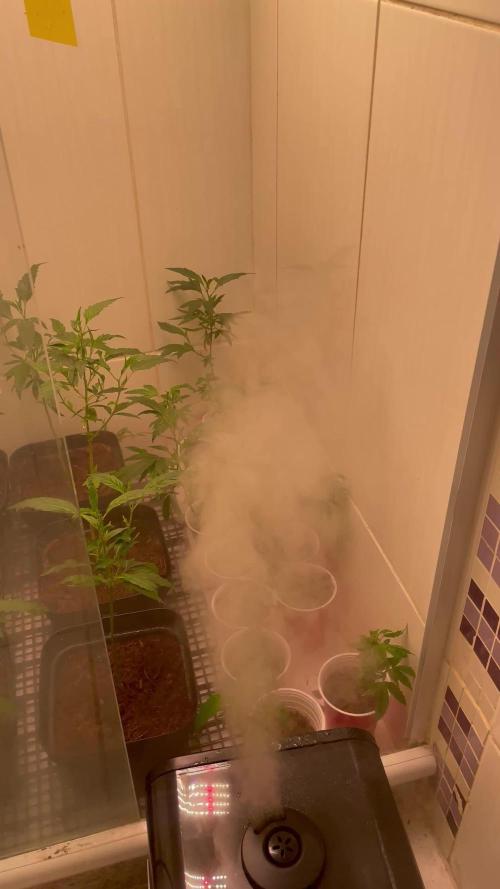 Magic Terp