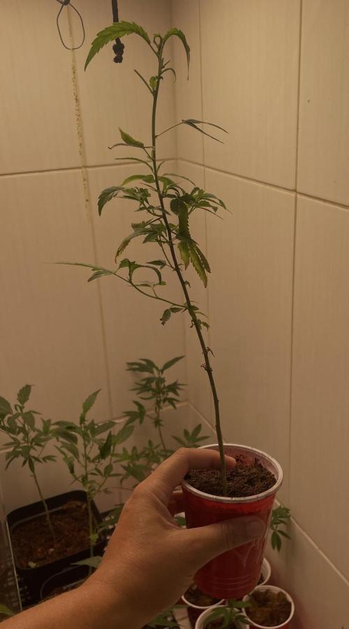 Magic Terp. Week 1 - Jockerz Candy clone