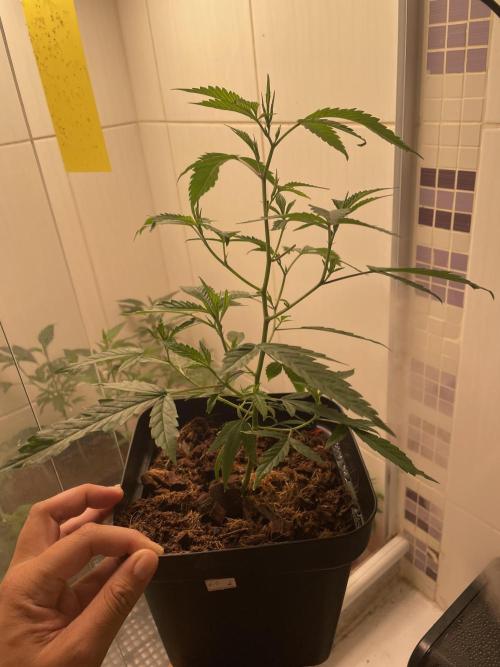 Magic Terp. Week 2 - Emerald Syrup 