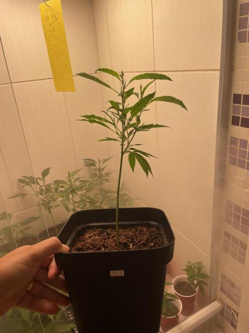 Magic Terp. Week 2 - 24k