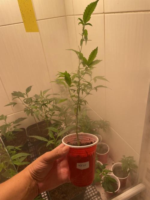 Magic Terp. Week 2