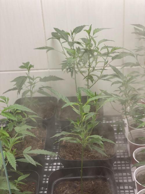 Magic Terp. Week 2 - Início da semana 2 