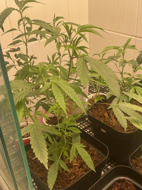 Magic Terp. Week 2