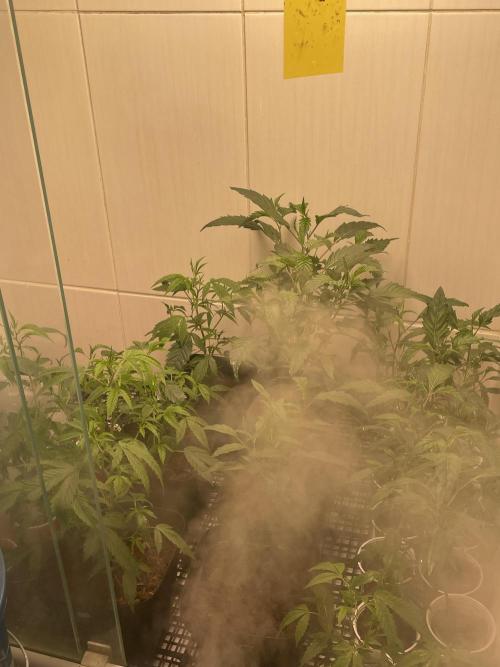 Magic Terp. Week 3