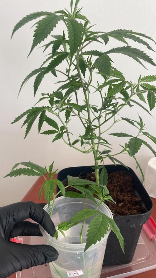 Magic Terp. Week 3