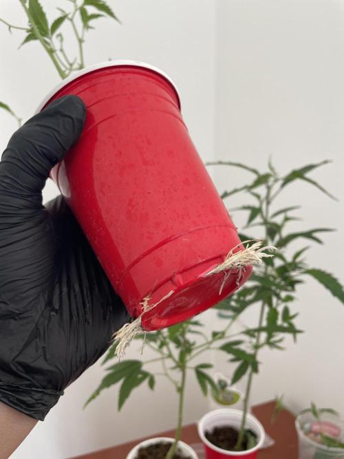 Magic Terp. Week 3 - Jockerz Candy está pronta para o transplante 