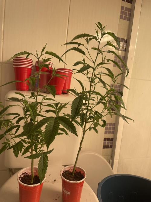 Magic Terp. Week 3
