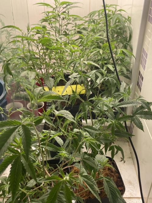 Magic Terp. Week 3