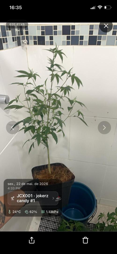 Magic Terp. Week 3