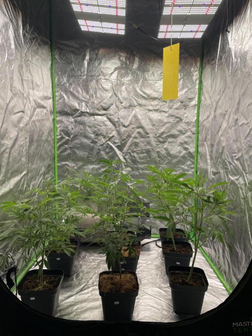 Magic Terp. Week 4