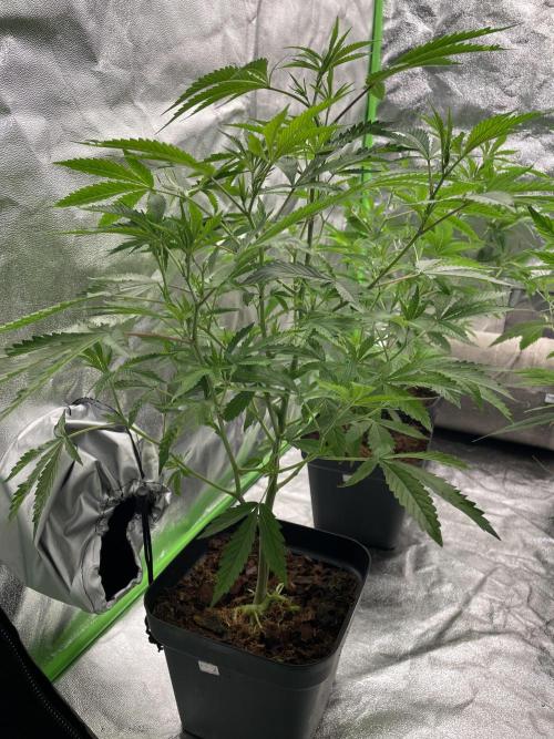 Magic Terp. Week 4