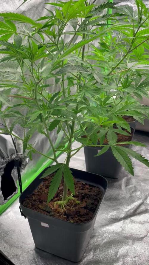 Magic Terp