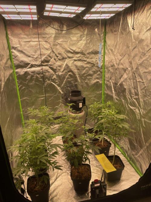 Magic Terp. Week 4