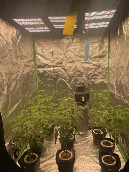 Magic Terp. Week 4