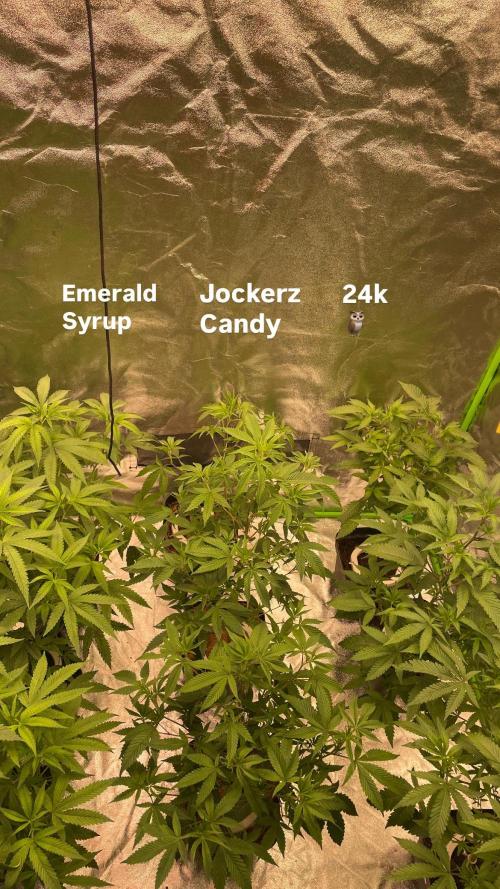 Magic Terp. Week 4