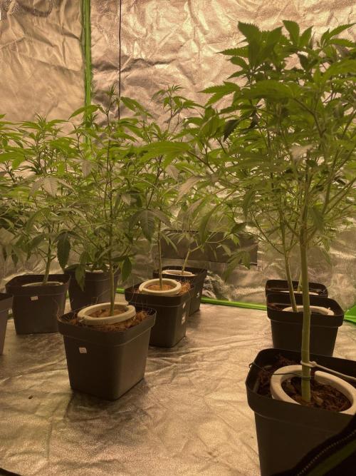 Magic Terp. Week 4 - Ready to flower 