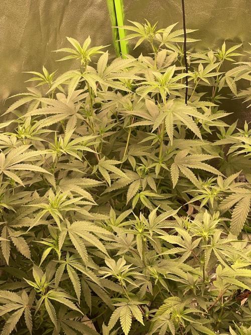 Magic Terp. Week 5