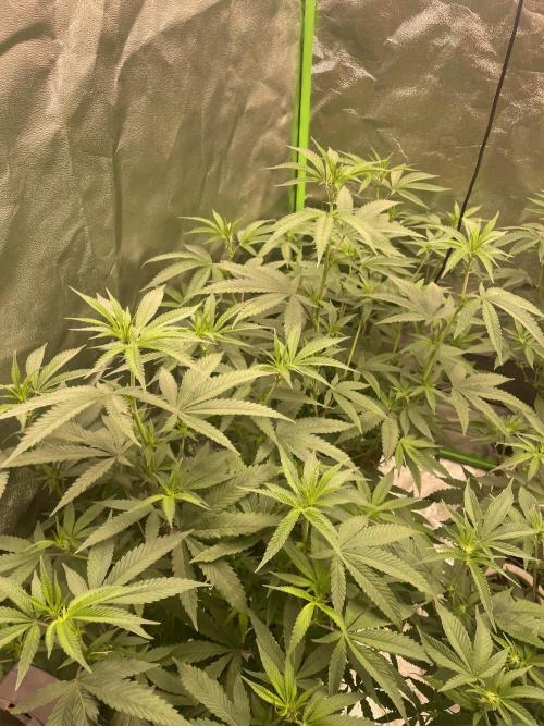 Magic Terp. Week 5