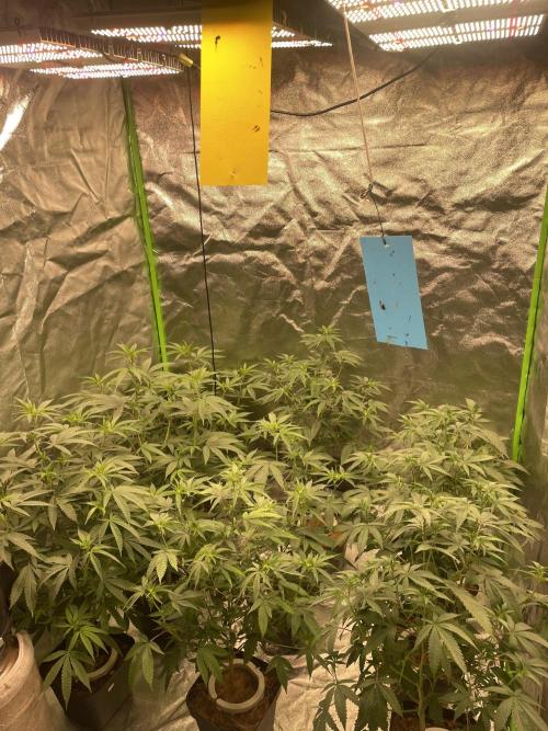 Magic Terp. Week 5