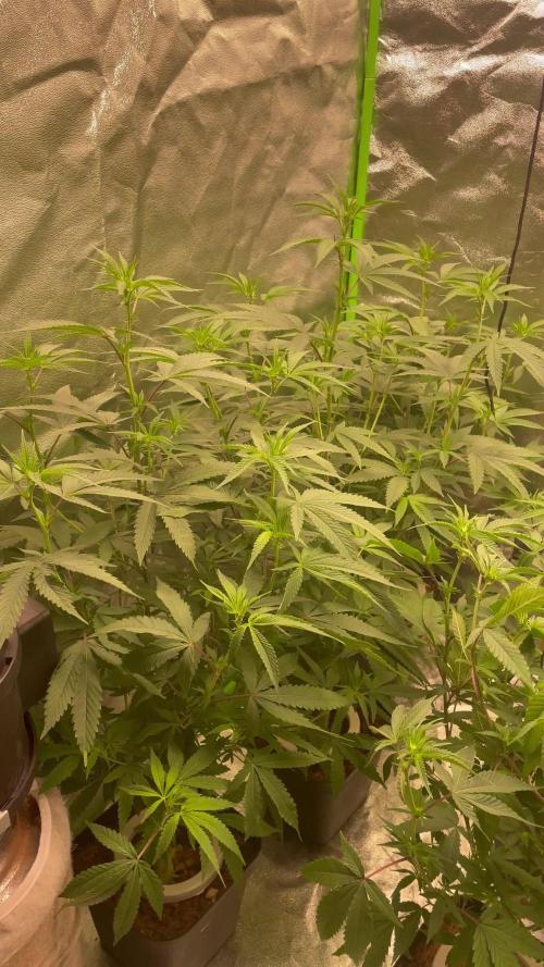 Magic Terp