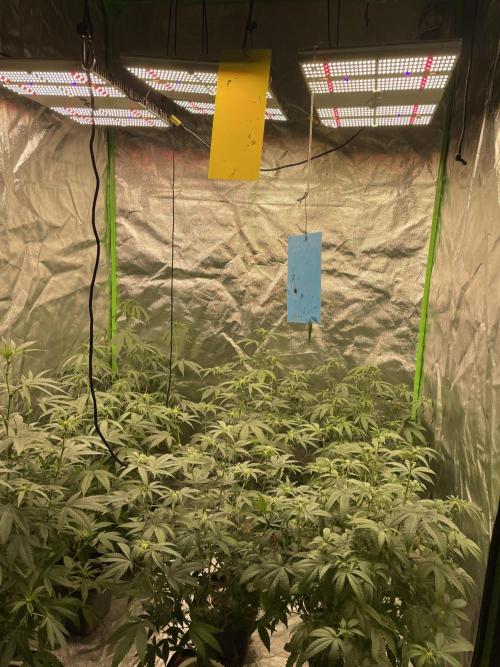 Magic Terp. Week 6