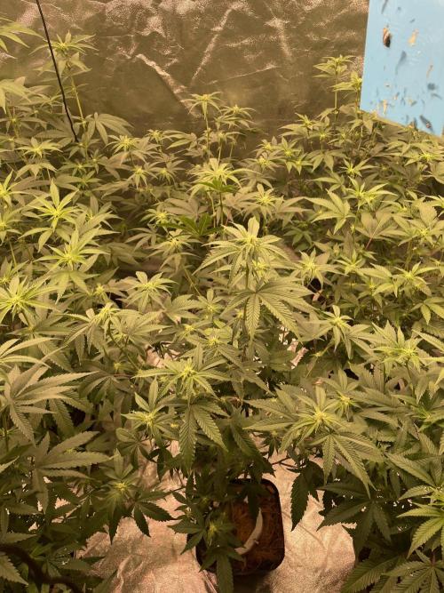 Magic Terp. Week 6 - Jockerz Candy - central line 