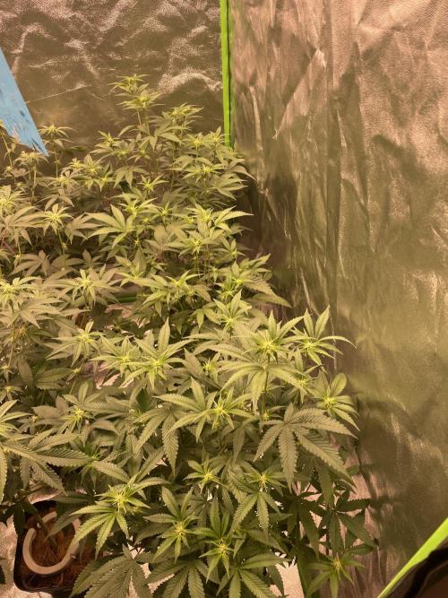 Magic Terp. Week 6 - 24k - right line 