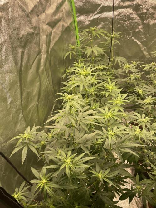 Magic Terp. Week 6 - Emerald Syrup - left line 