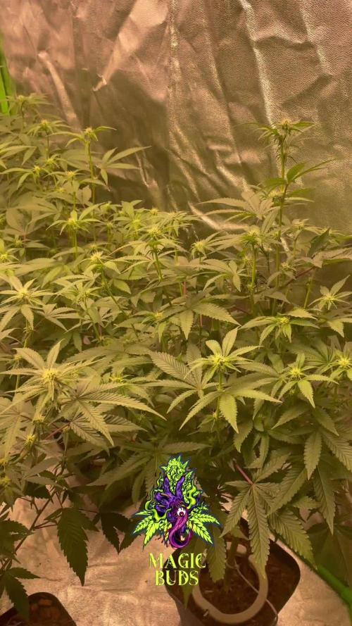 Magic Terp