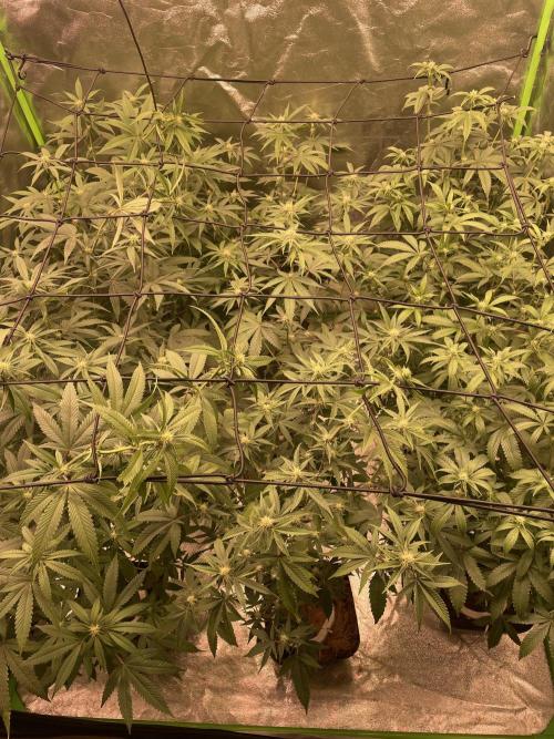 Magic Terp. Week 7