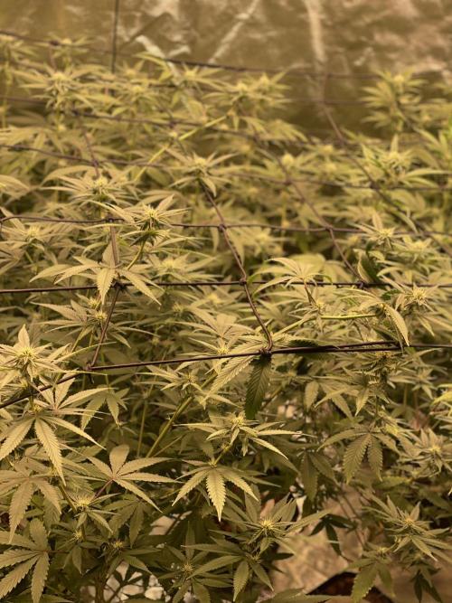 Magic Terp. Week 7