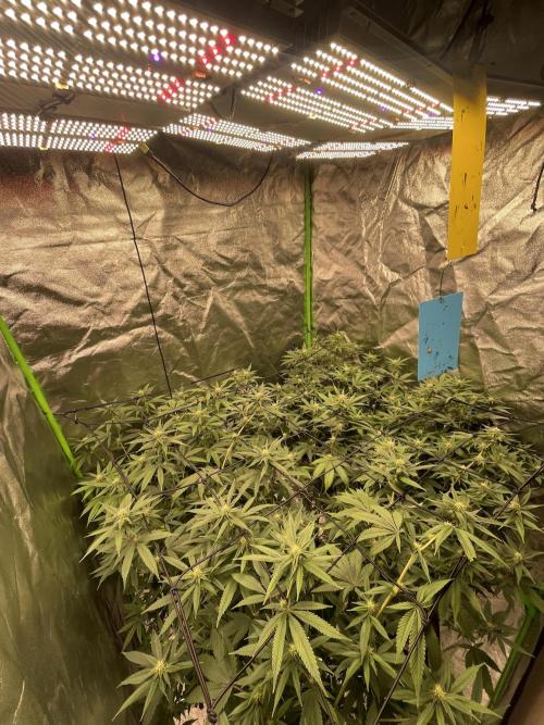Magic Terp. Week 7