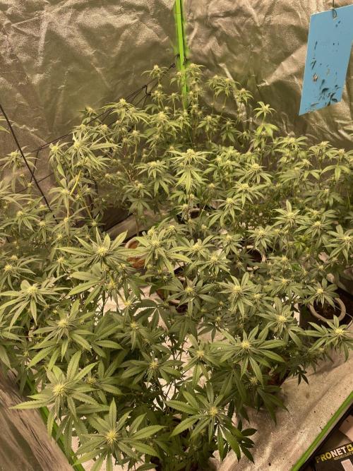 Magic Terp. Week 7
