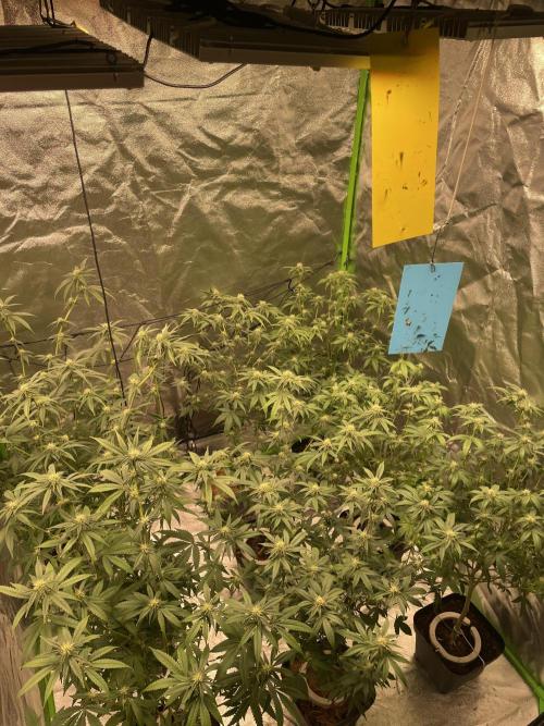 Magic Terp. Week 7
