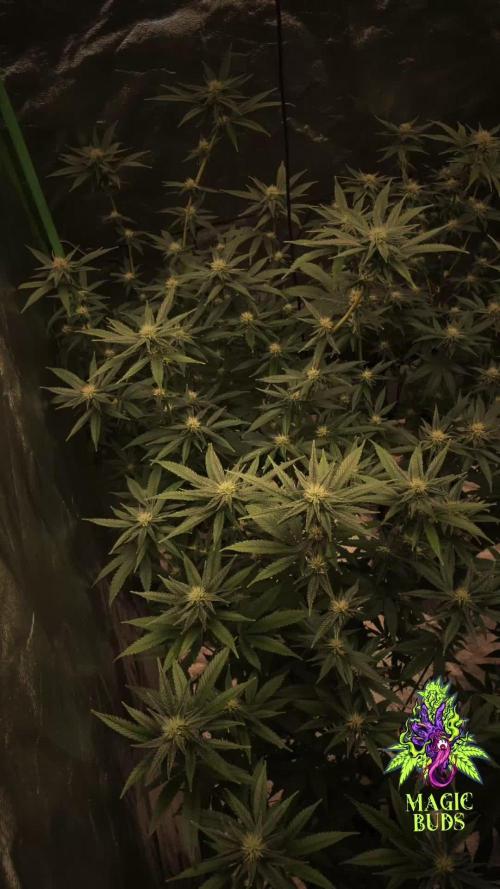 Magic Terp