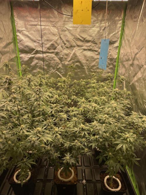 Magic Terp. Week 8