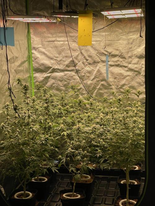 Magic Terp. Week 8