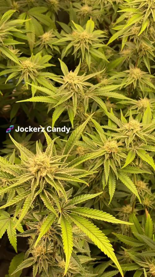 Magic Terp