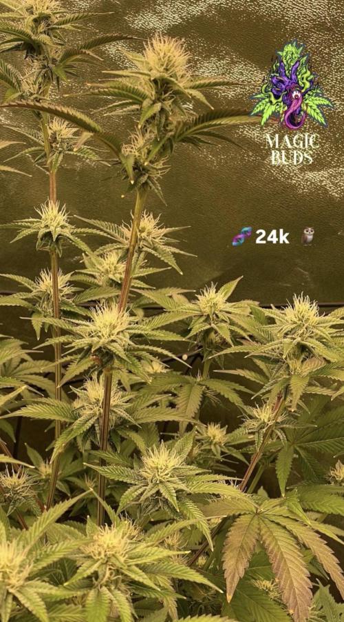 Magic Terp. Week 8