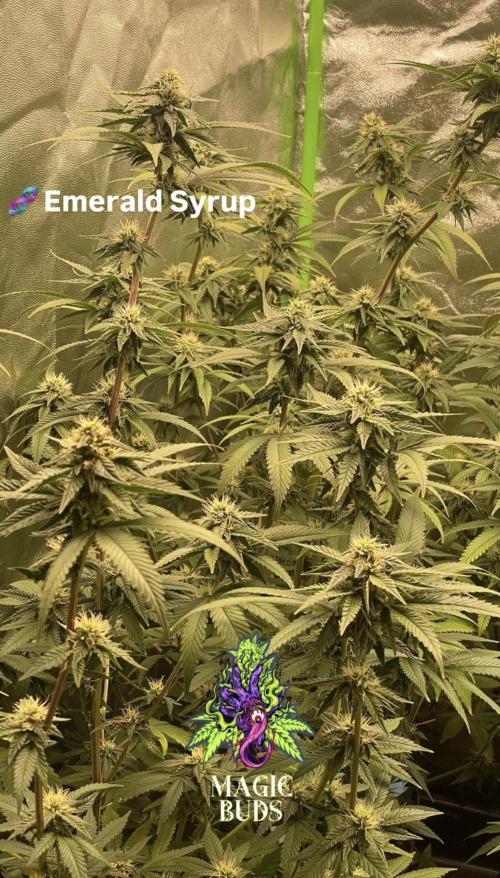 Magic Terp. Week 8