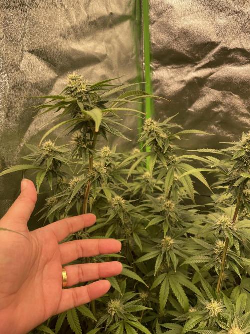 Magic Terp. Week 8