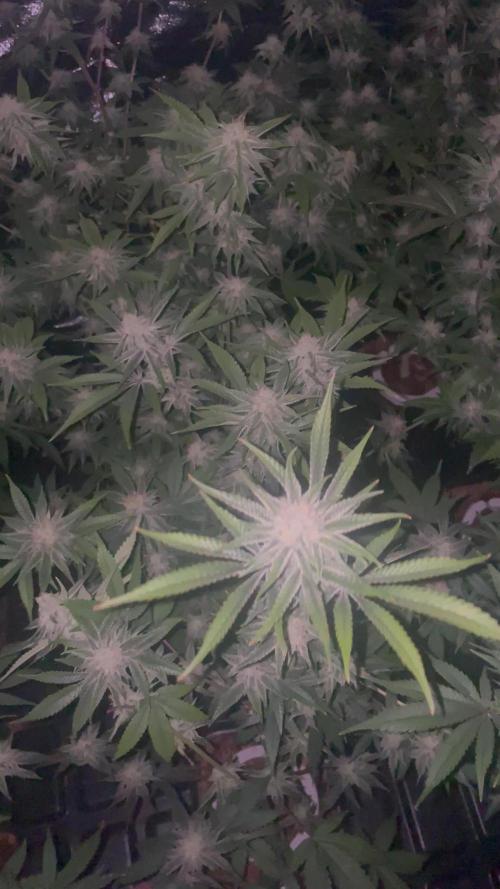 Magic Terp