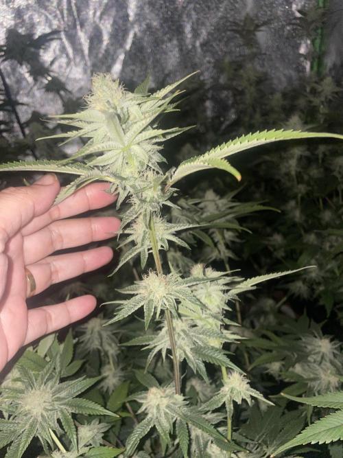 Magic Terp. Week 8