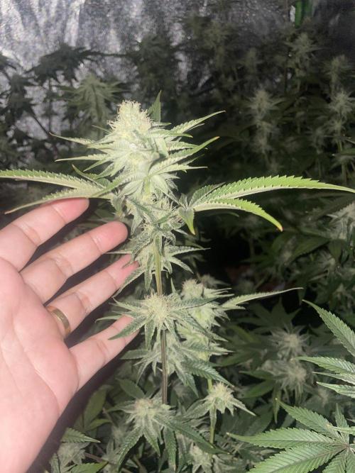 Magic Terp. Week 8