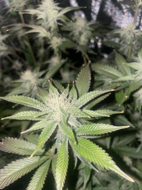 Magic Terp. Week 8