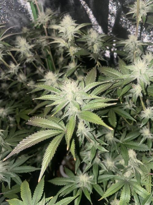 Magic Terp. Week 8