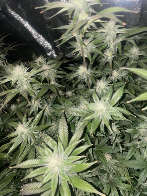Magic Terp. Week 8