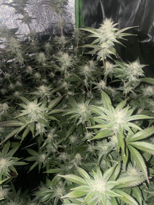 Magic Terp. Week 8