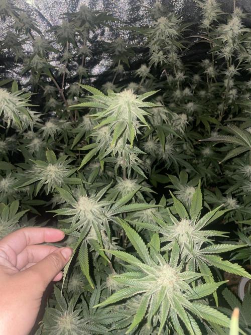 Magic Terp. Week 8