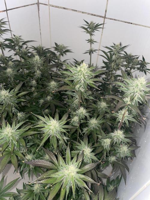 Magic Terp. Week 9 - 24k